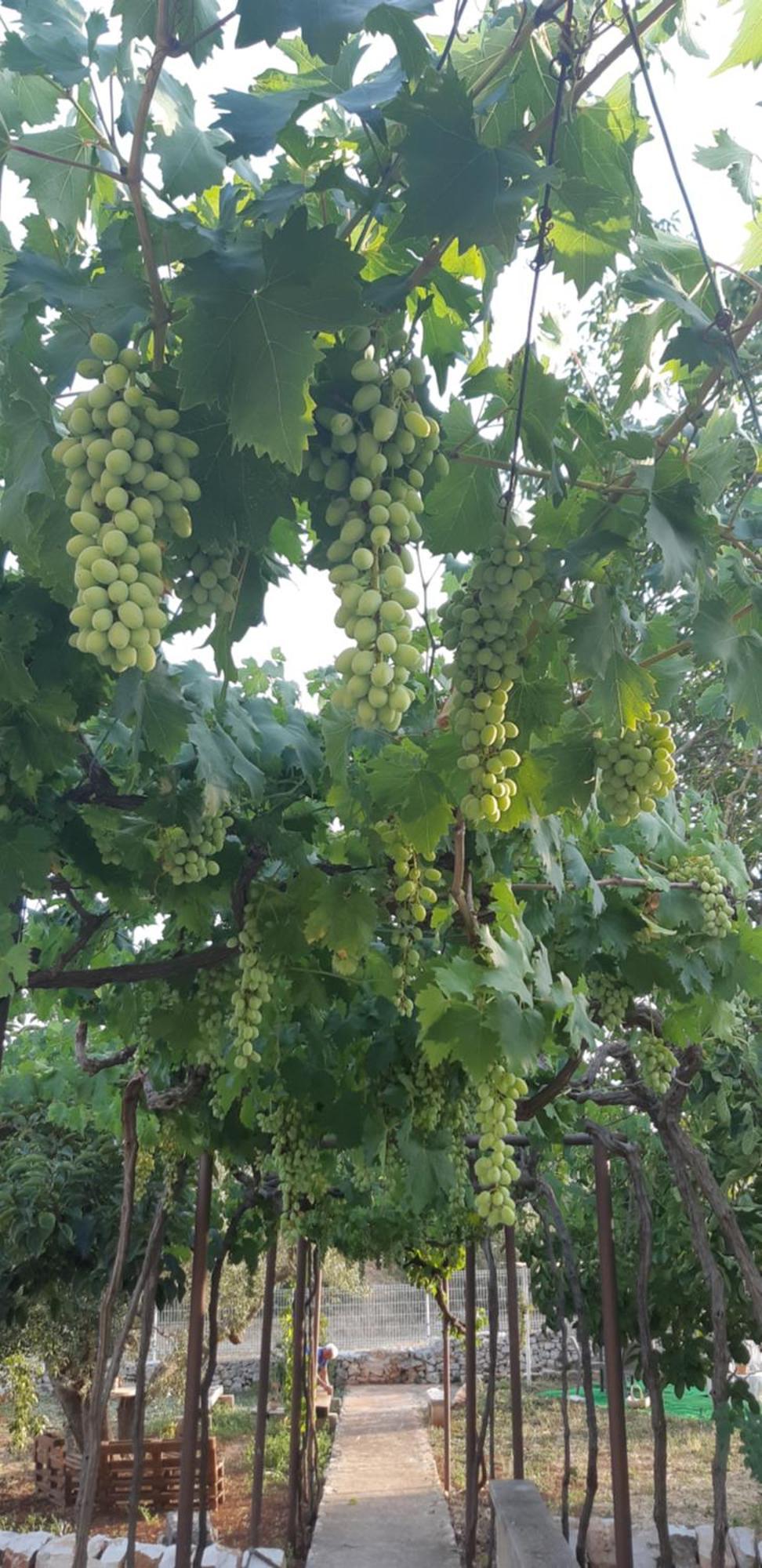 Valle D'Itria Trulli E Alcova Mikael 치스테르니노 외부 사진
