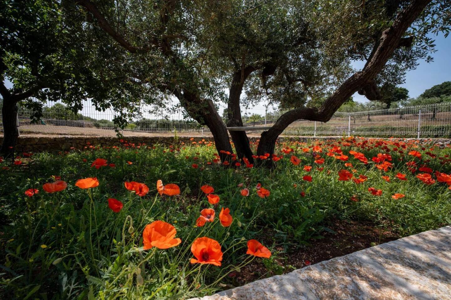 Valle D'Itria Trulli E Alcova Mikael 치스테르니노 외부 사진